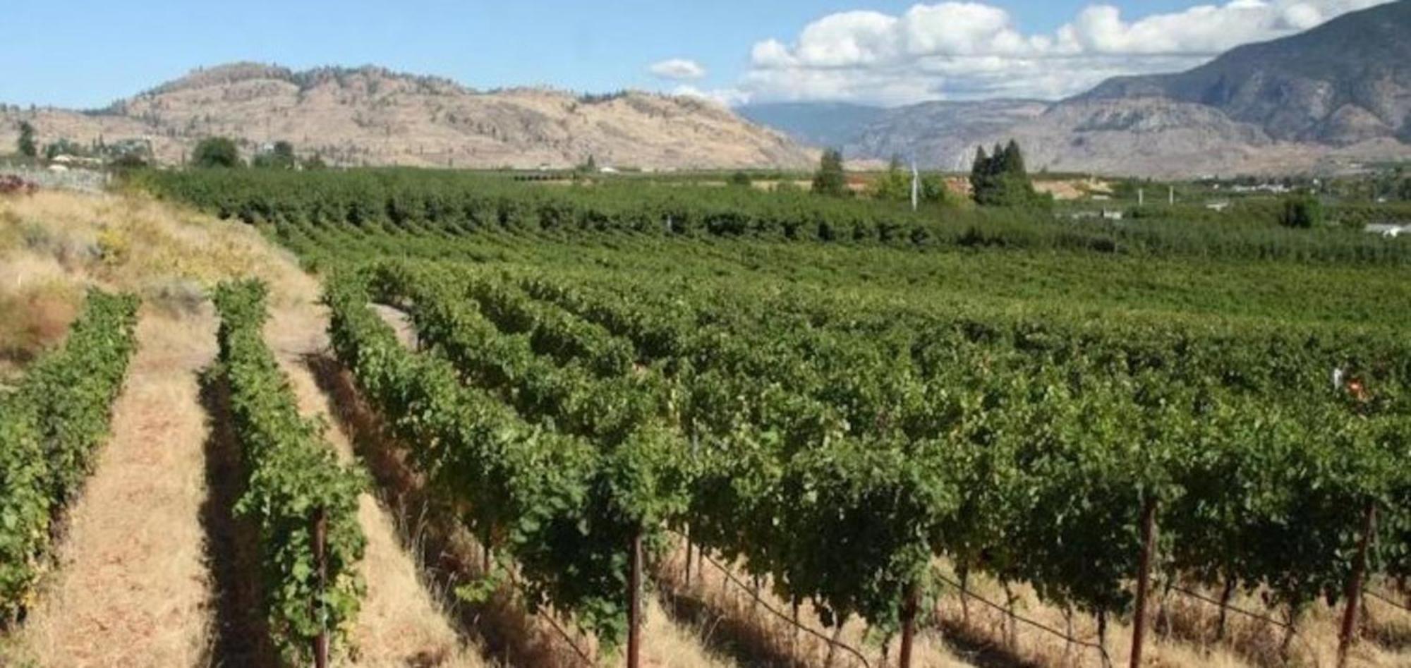 Holiday Inn Hotel & Suites Osoyoos By Ihg Zewnętrze zdjęcie